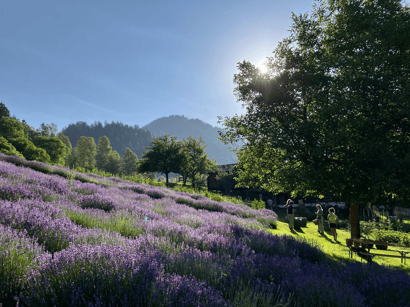 Lavandula Gallery 08