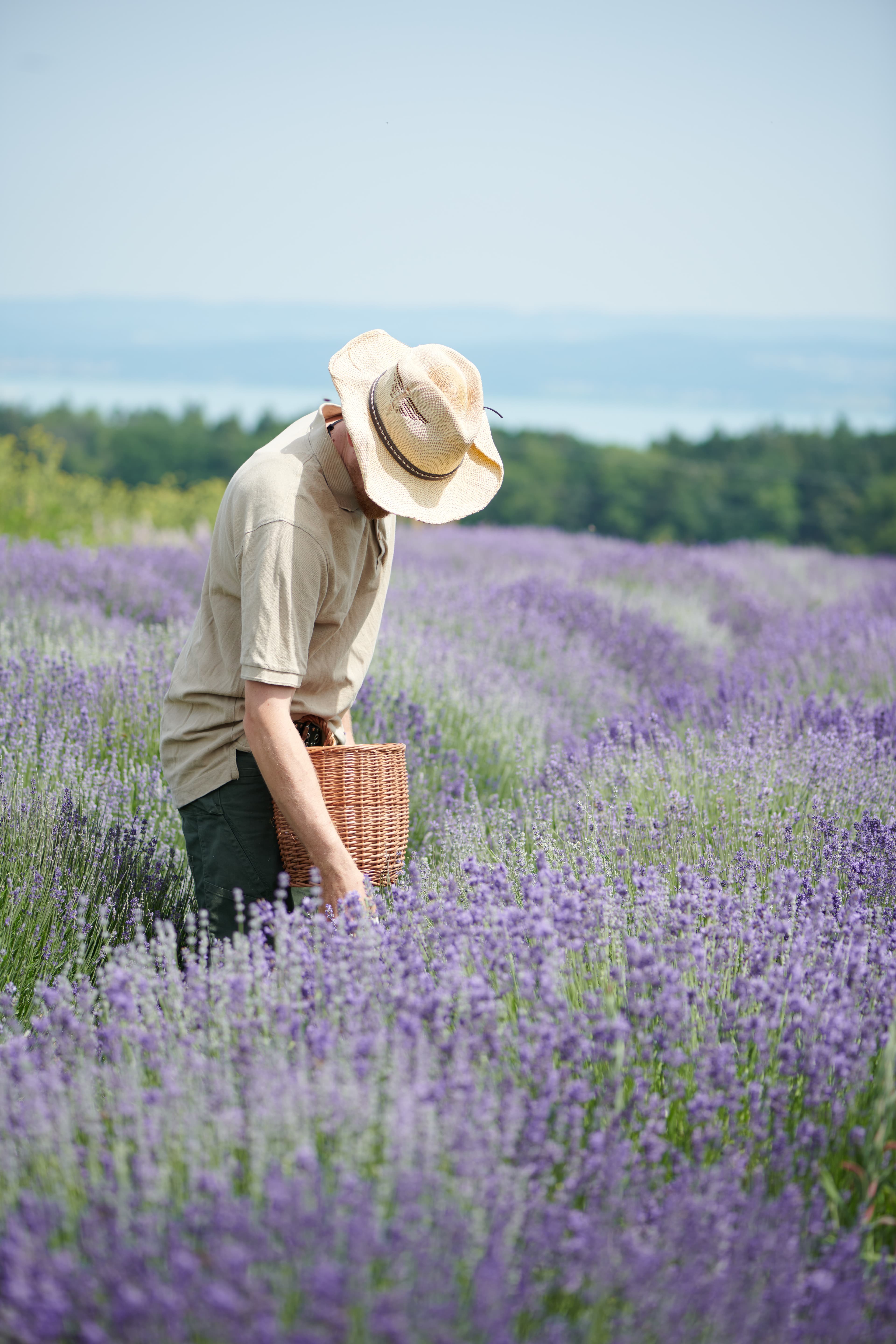 Lavandula angustifolia – lavender being harvested by hand