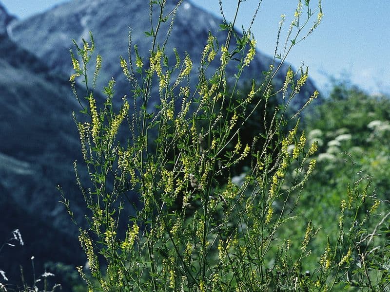 Melilotus Gallery 01