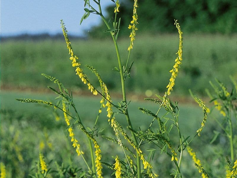 Melilotus Gallery 02