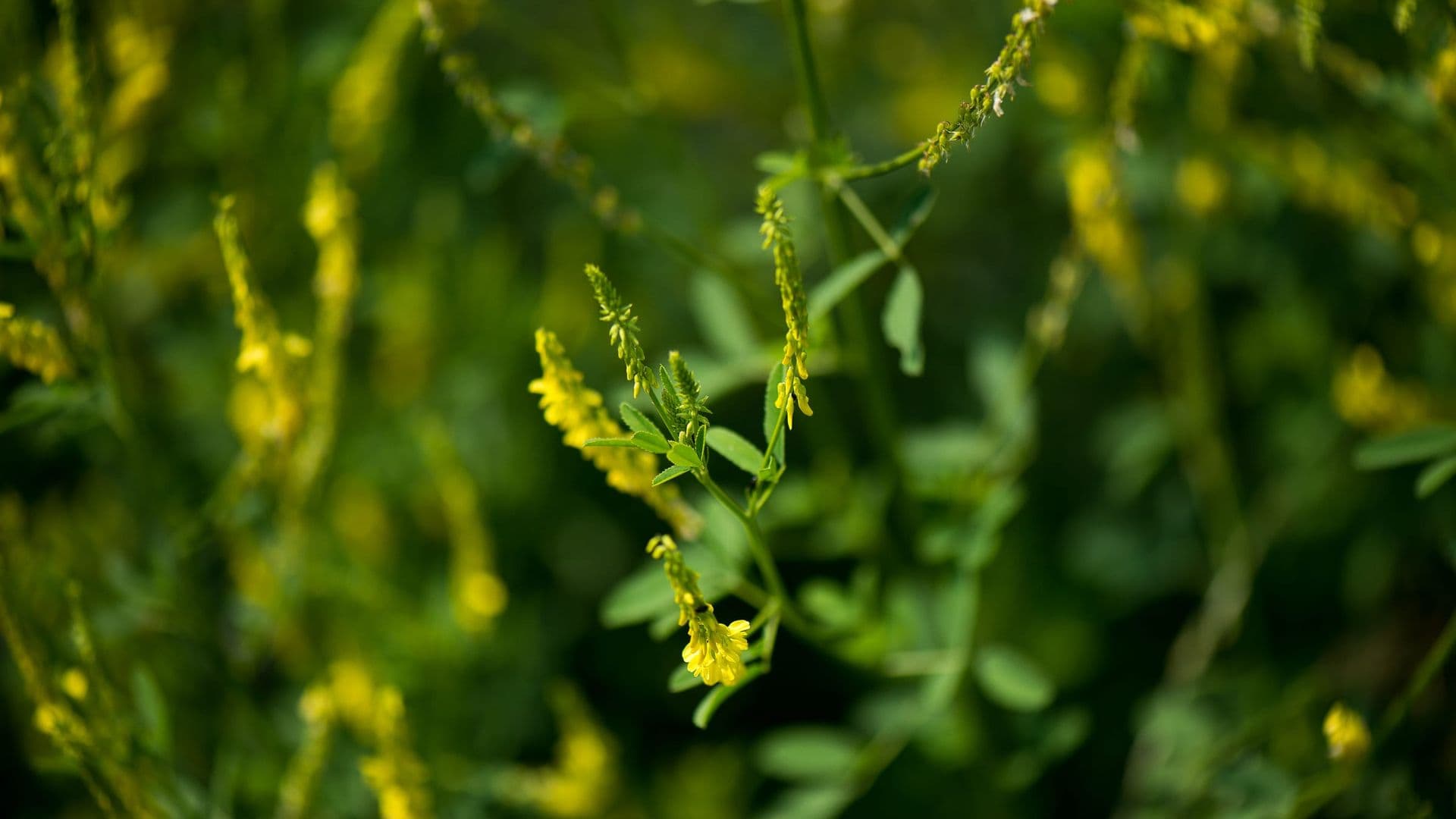 Melilotus Hero