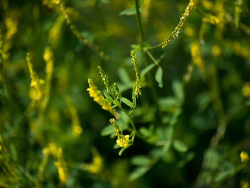 Melilotus Hero