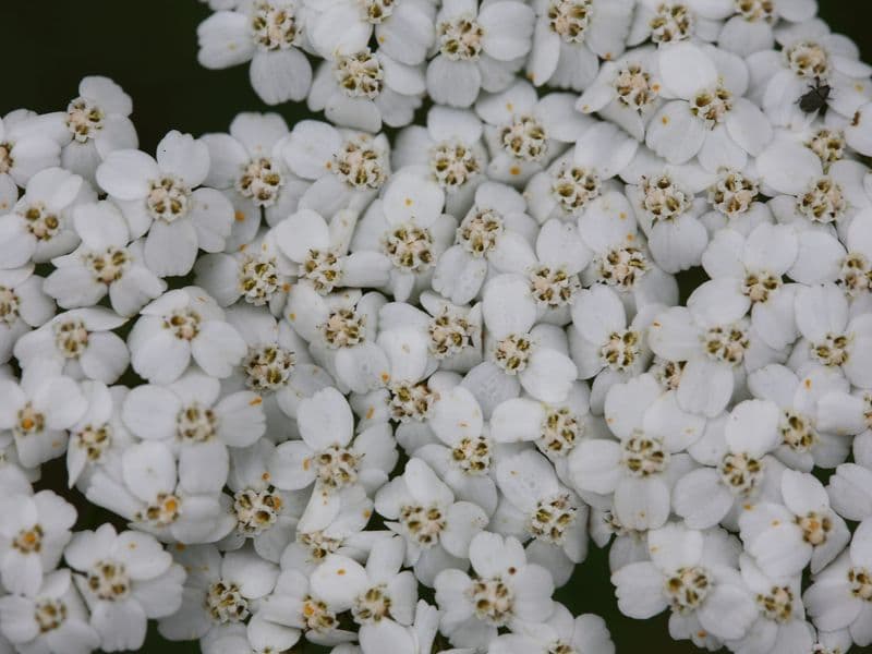 Millefolium Gallery 01
