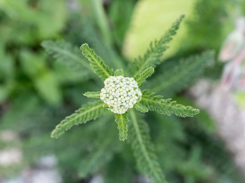 Millefolium Gallery 02