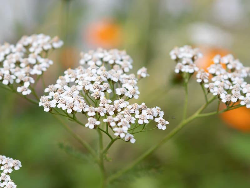 Millefolium Gallery 04
