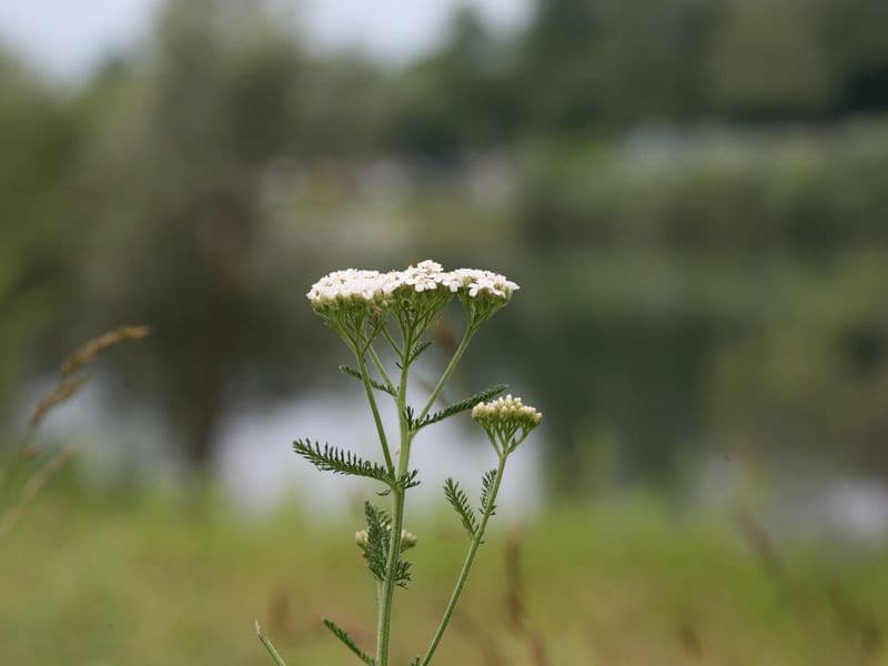 Millefolium Gallery 05
