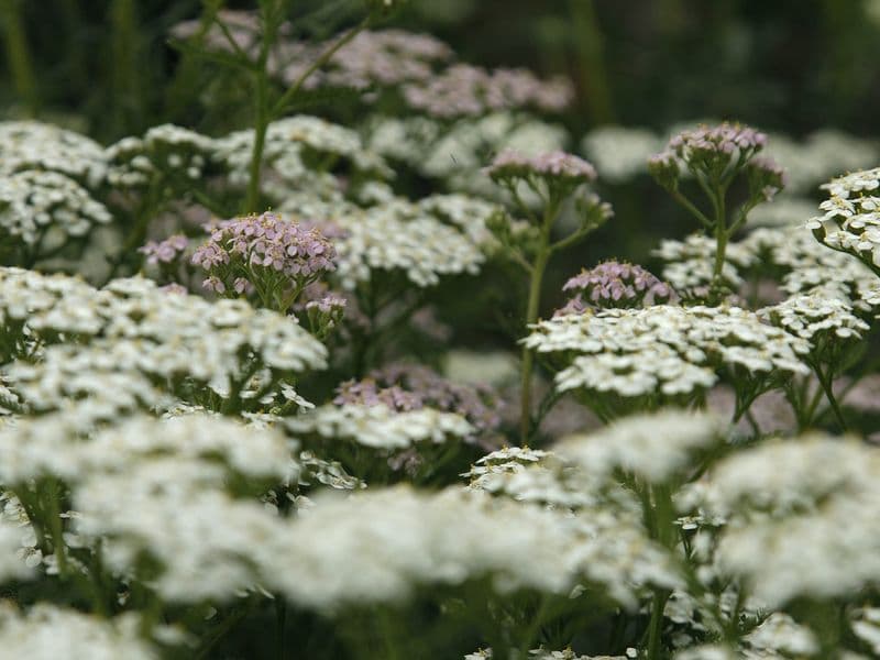 Millefolium Gallery 06