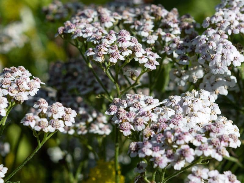 Millefolium Gallery 08
