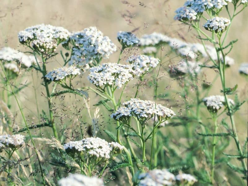 Millefolium Gallery 09