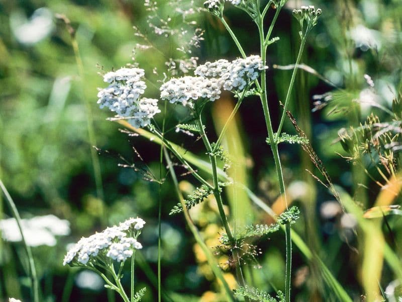 Millefolium Gallery 10