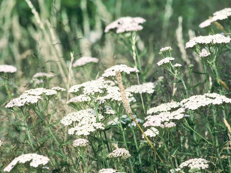 Millefolium Gallery 11