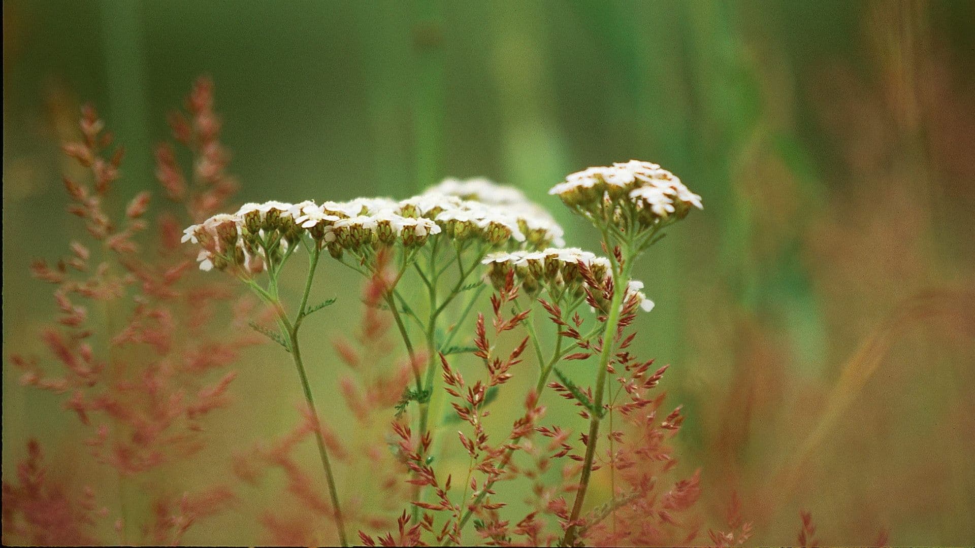Weiße Schafgarbenblüten auf grünen Stielen wachsen zwischen verschwommenen roten und grünen Gräsern in einer natürlichen Umgebung.