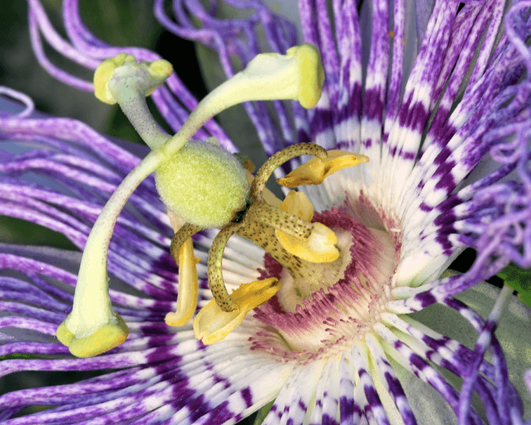 Zur Ruhe kommen — was Patientinnen und Patienten beim Einsatz von Passiflora incarnata erleben