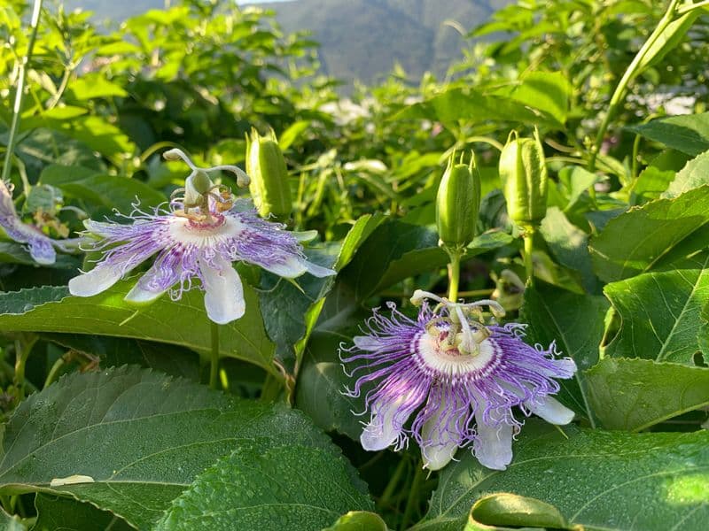 Passiflora Gallery 01