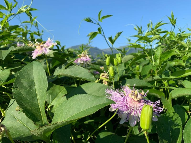 Passiflora Gallery 02
