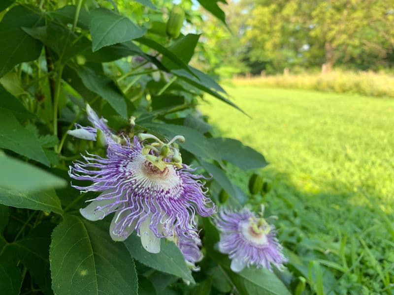 Passiflora Gallery 03