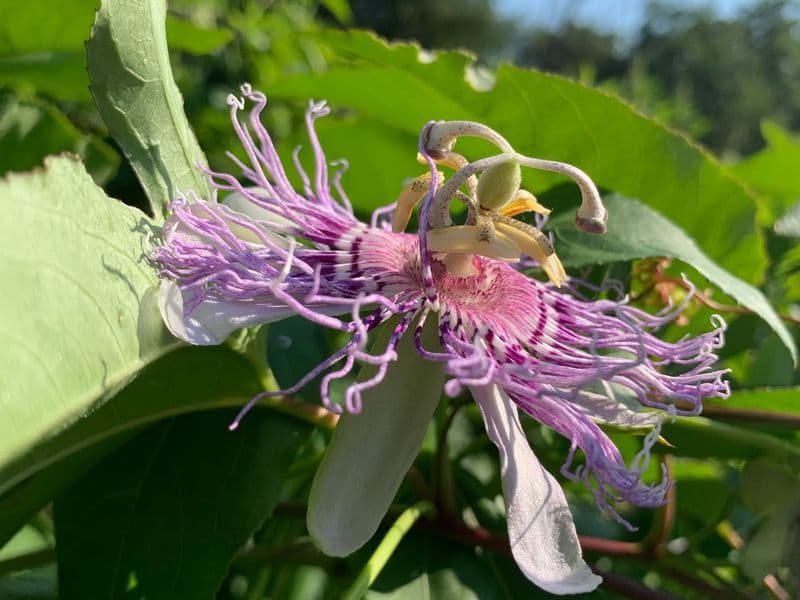 Passiflora Gallery 04