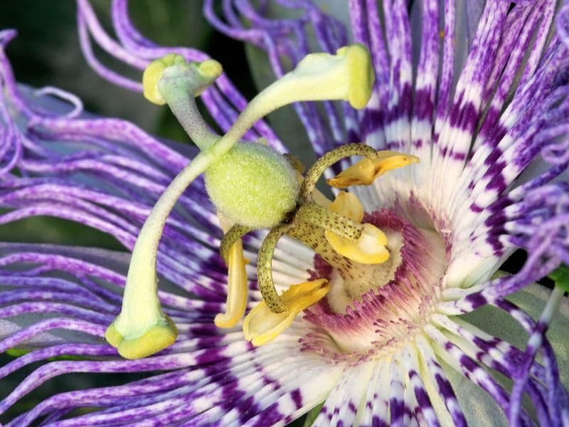 Passiflora Gallery 05
