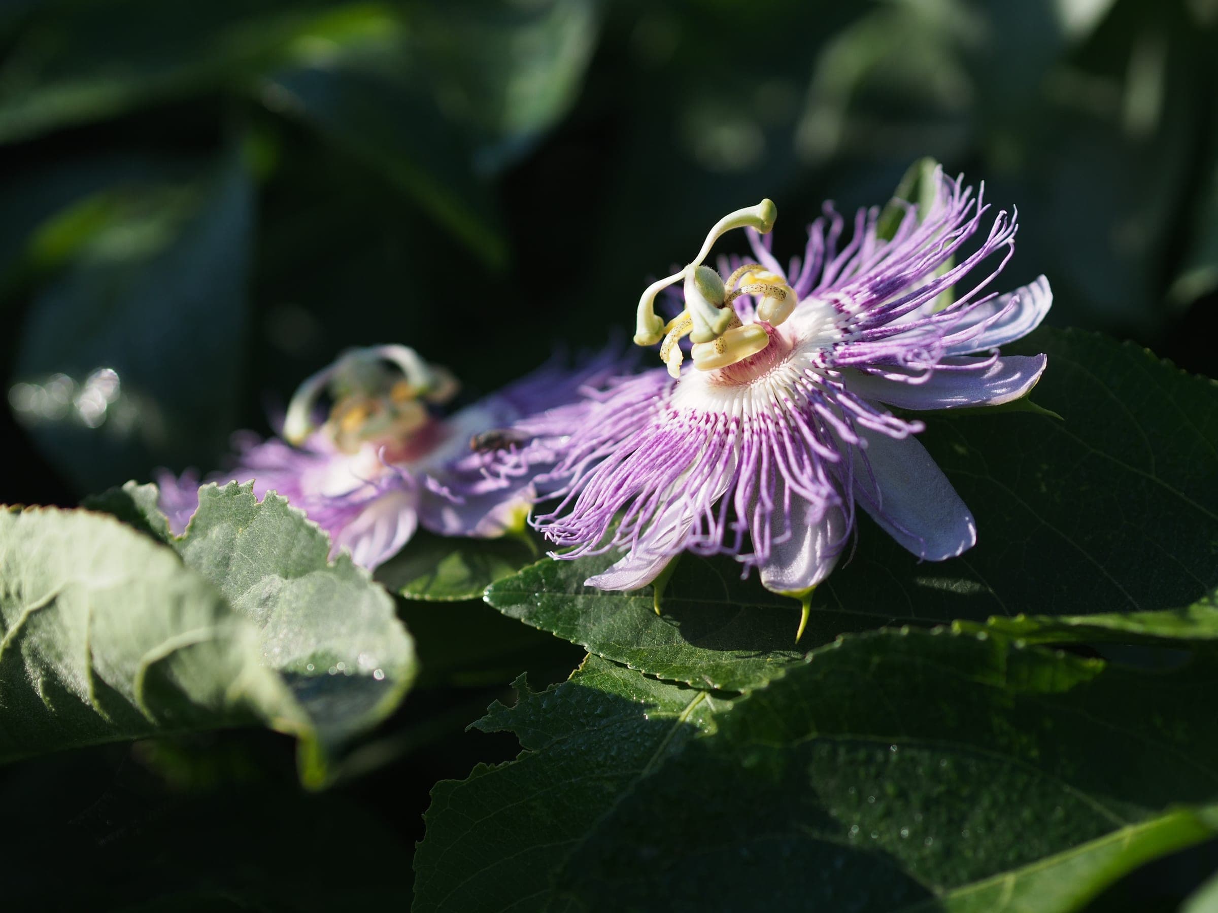 Passiflora incarnata – passionflower, flower close-up