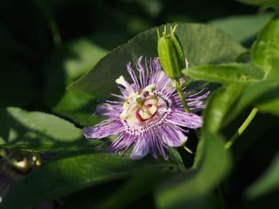 Passionsblume