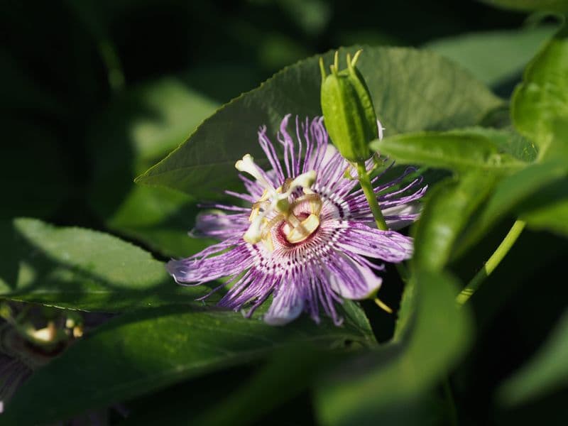 Passiflora Hero
