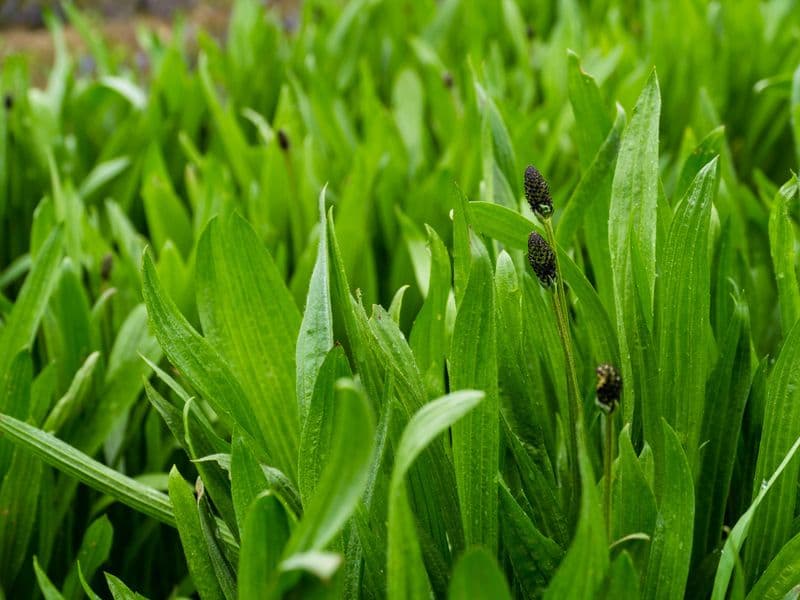 Plantago Gallery 01