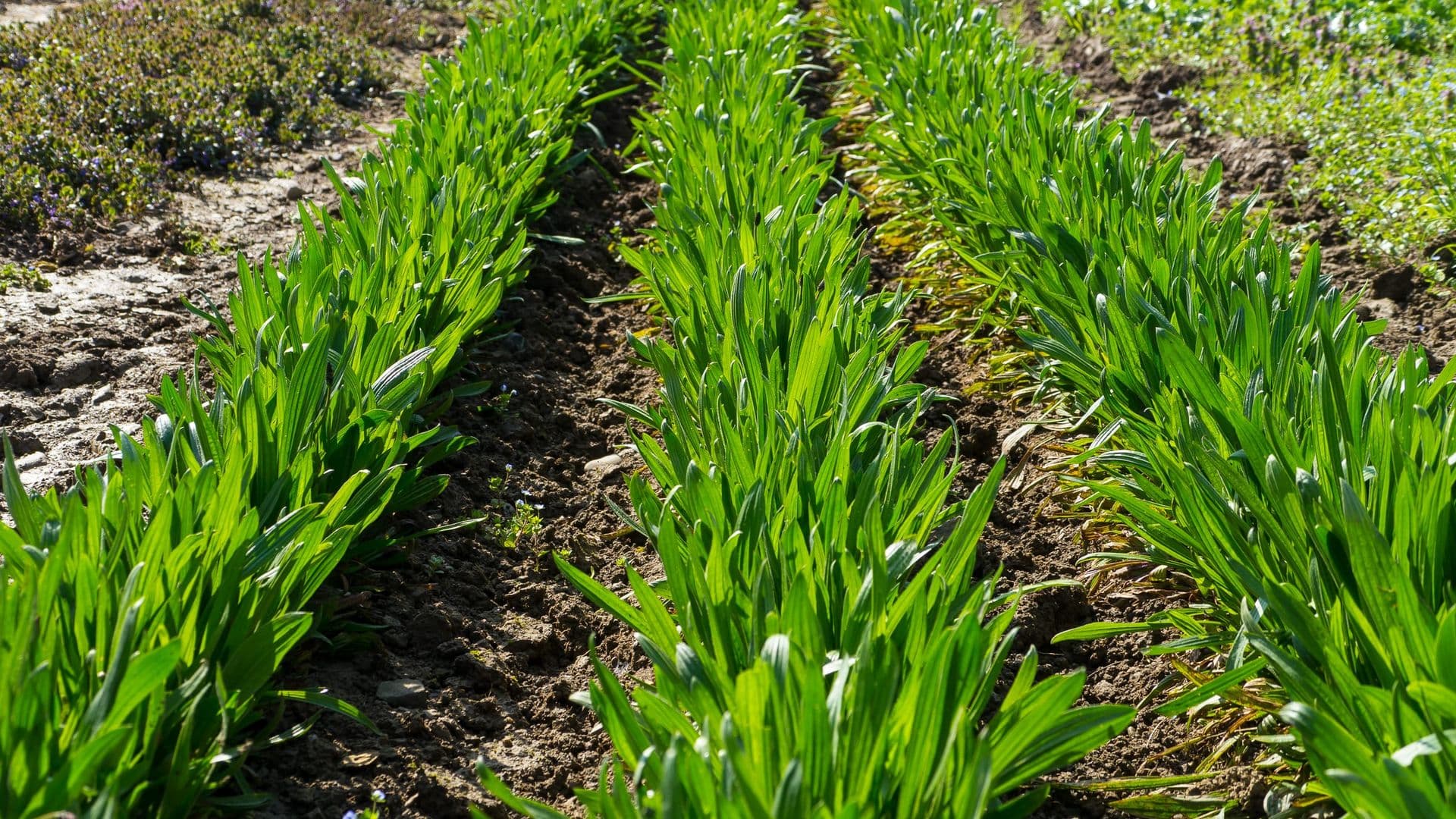 Plantago Gallery 02