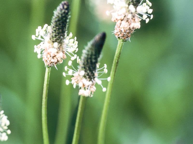 Plantago Gallery 03