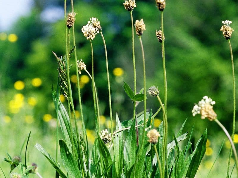 Plantago Hero