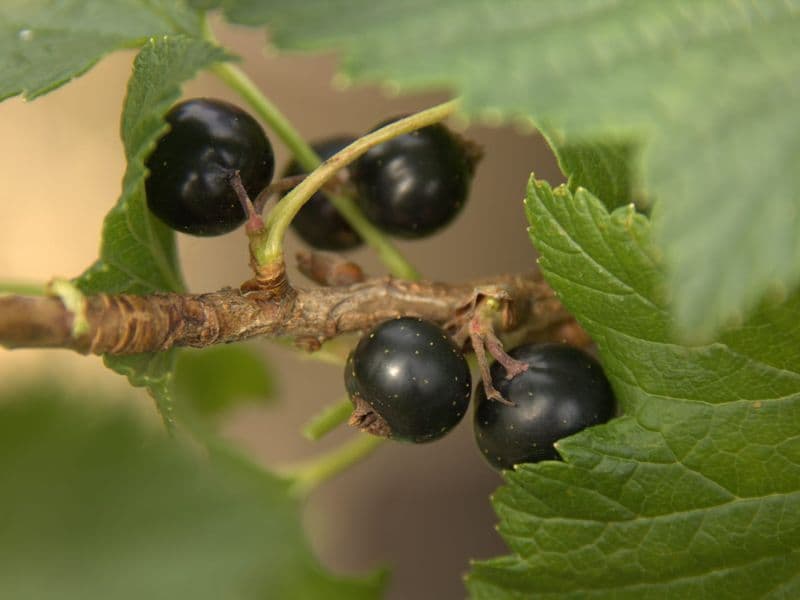 Ribes Gallery 03