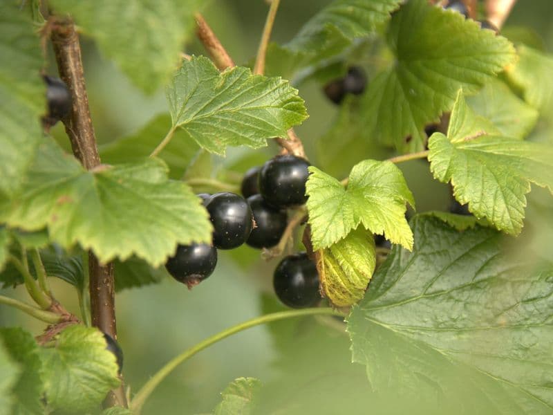 Ribes Hero