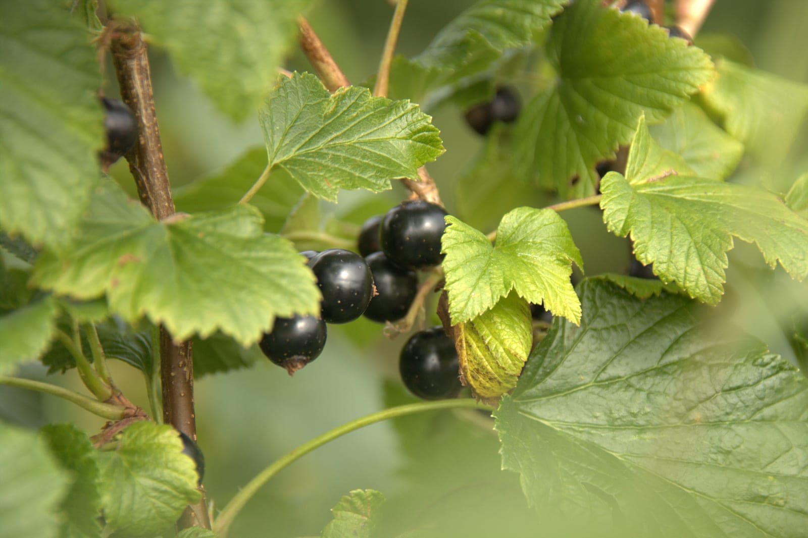 Ribes Hero