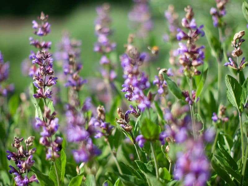 Salvia Gallery 01