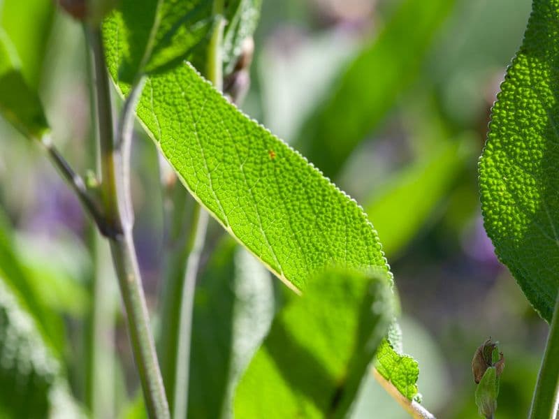 Salvia Gallery 03
