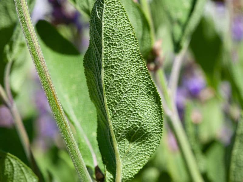 Salvia Gallery 04