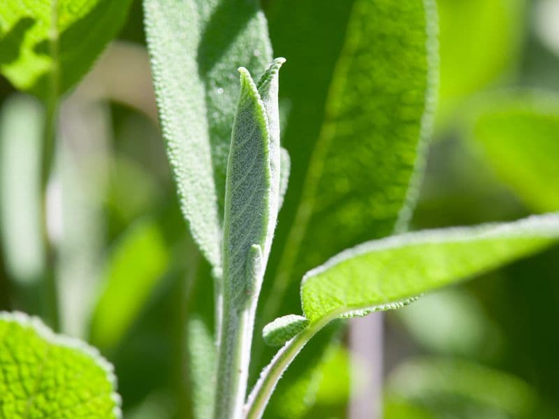 Salvia Hero