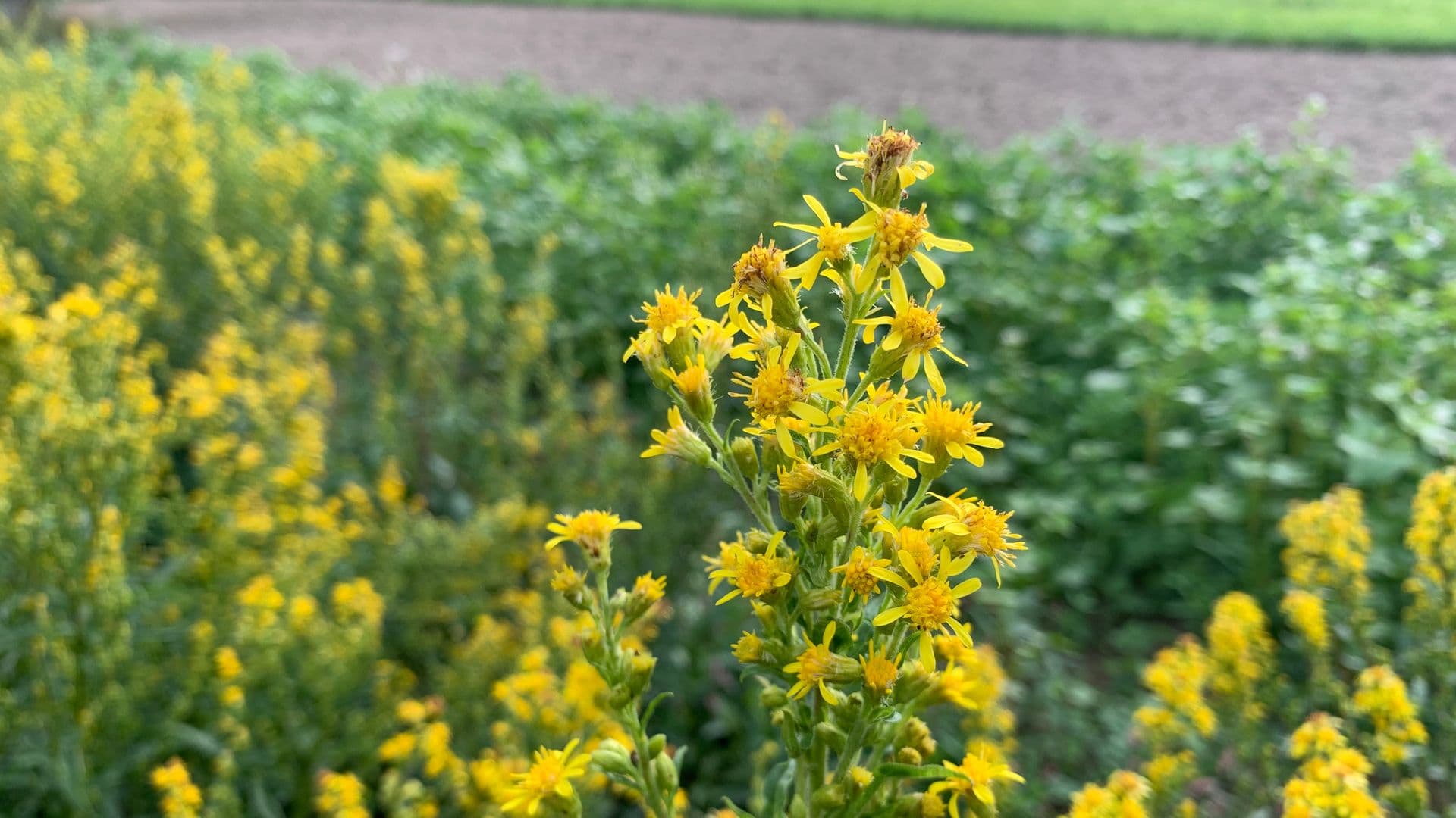Solidago Hero