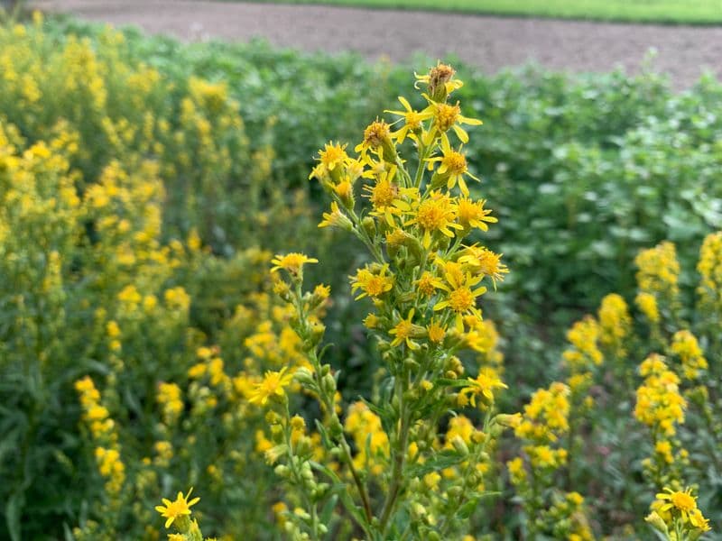 Solidago Hero