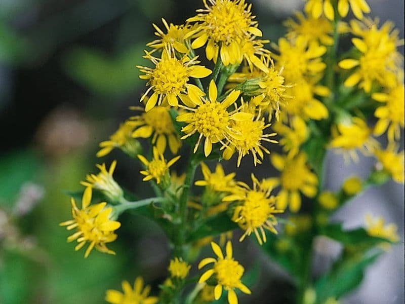 Solidago Gallery 01