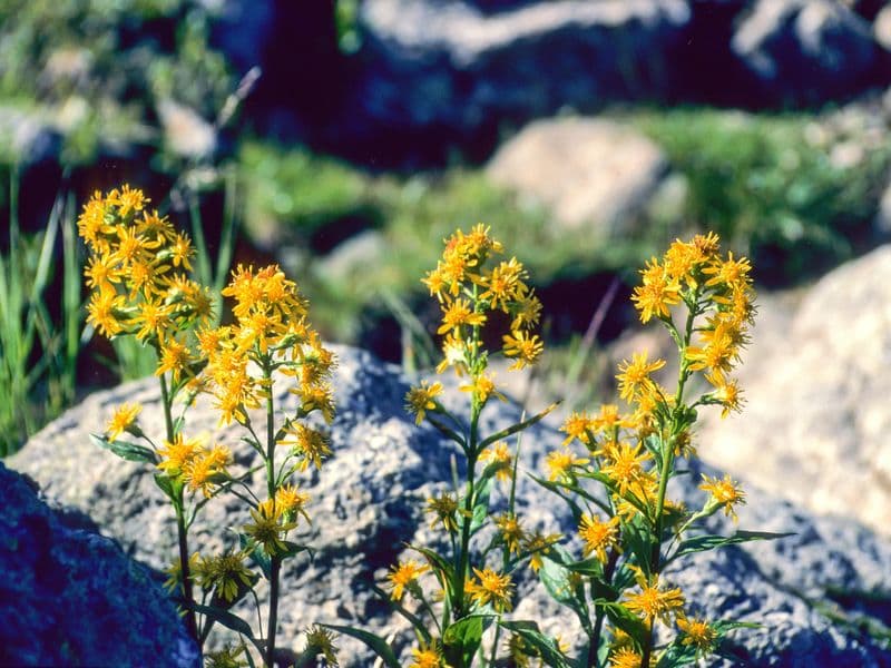 Solidago Gallery 03
