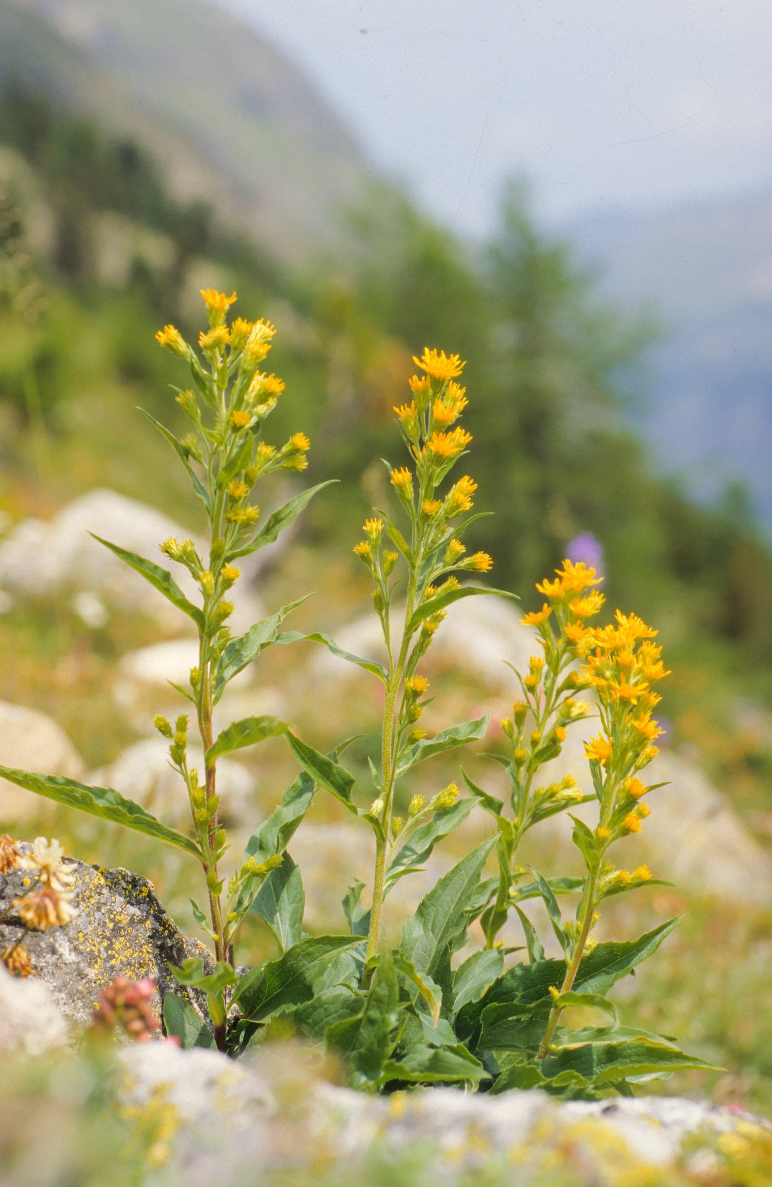 Solidago Gallery 04