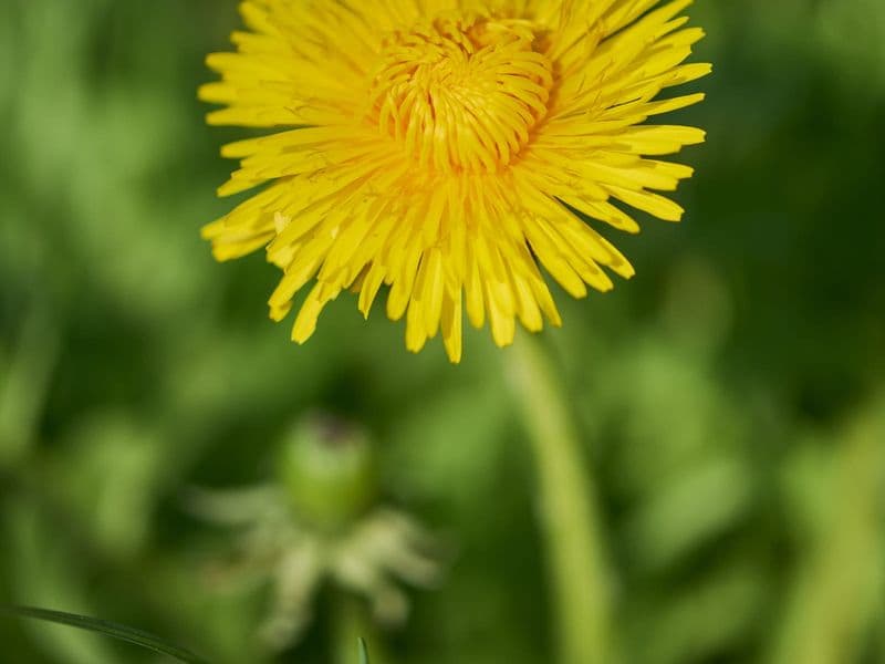 Taraxacum Gallery 02