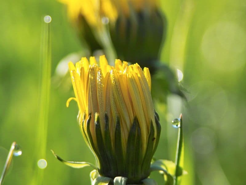 Taraxacum Gallery 06