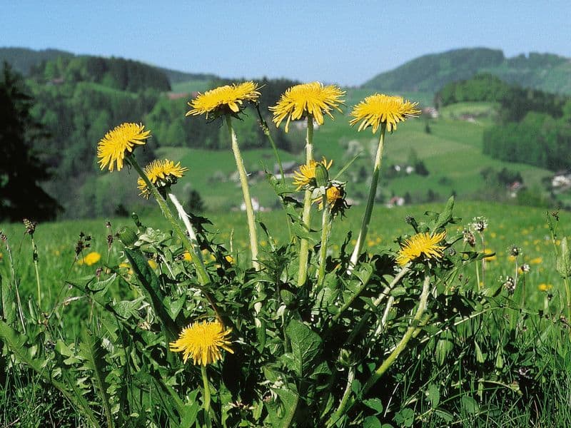 Taraxacum Gallery 07