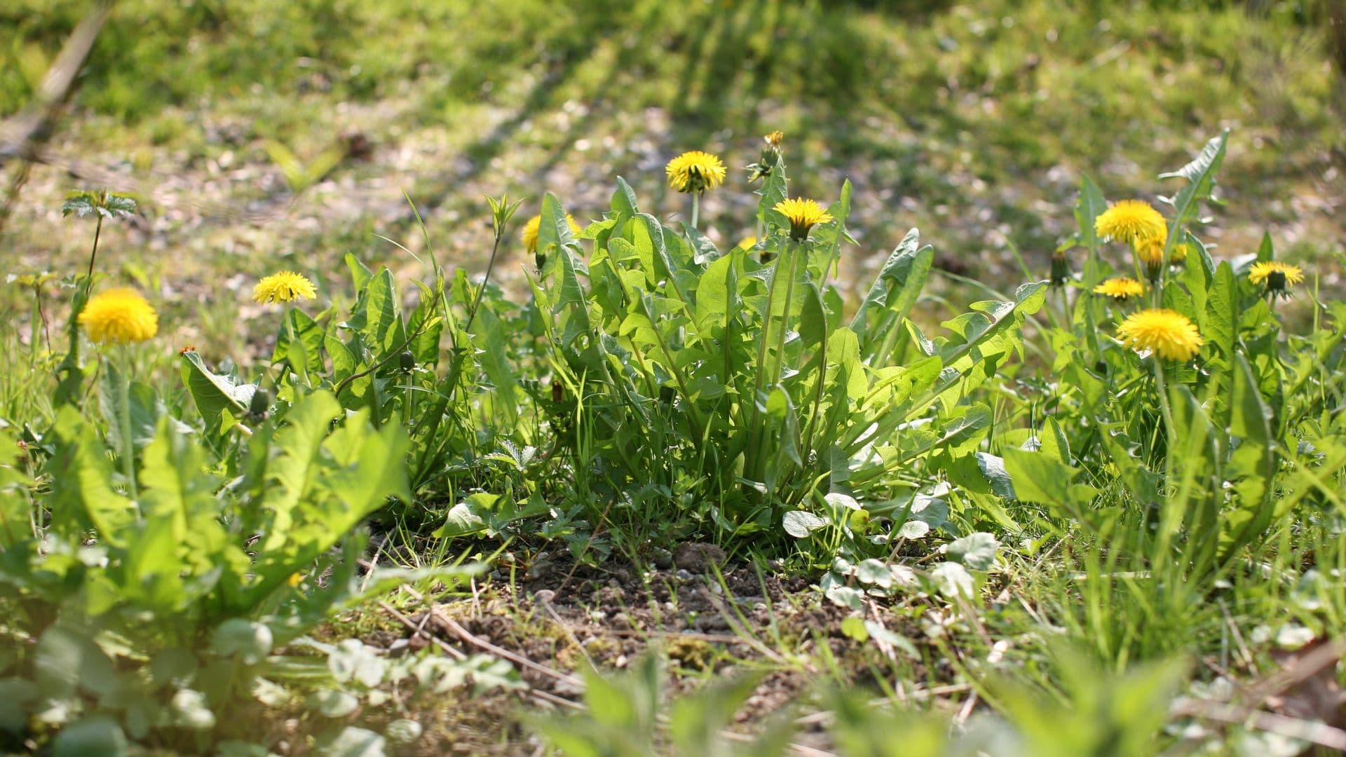 Taraxacum Hero