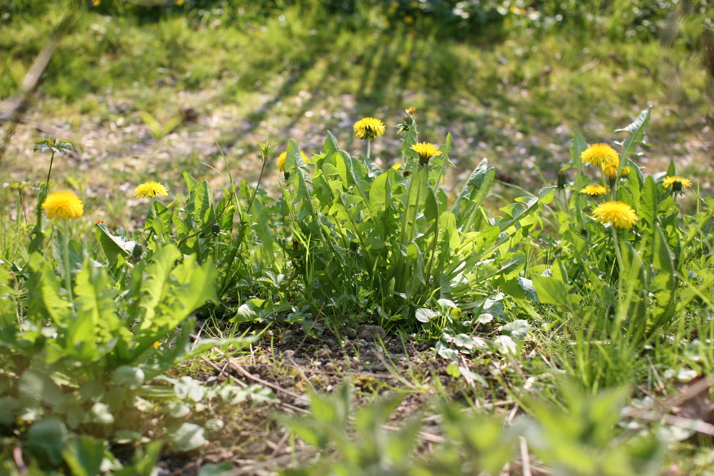 Taraxacum officinale – the herald of spring