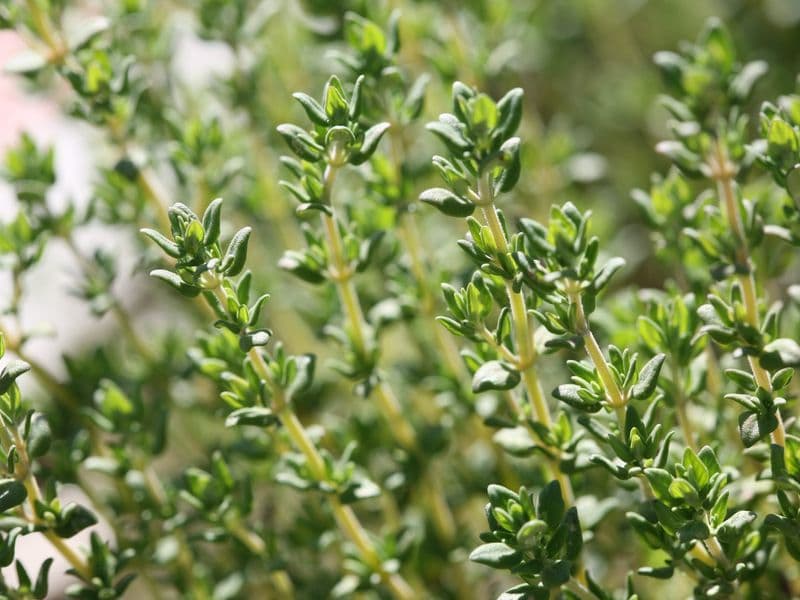 Thymus Gallery 03