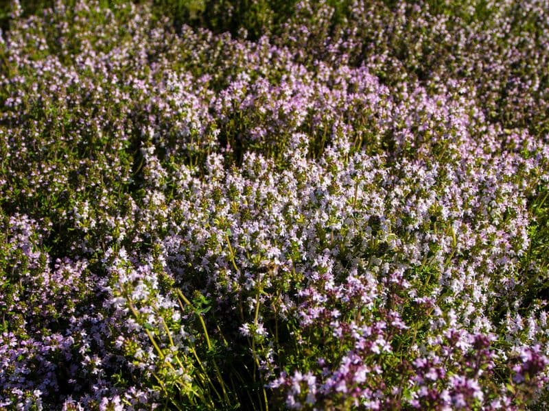 Thymus Gallery 04
