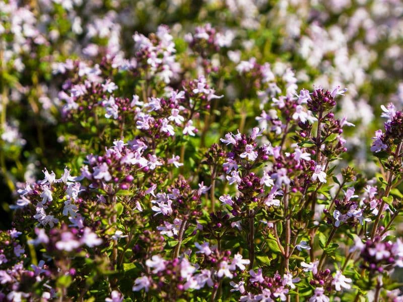 Thymus Hero