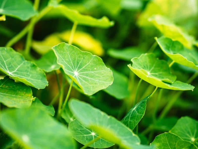 Tropaeolum Gallery 05